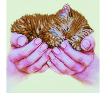 Diamond Dotz Precious Kitten - 52 x 40cm (20.5 x 15.8in)